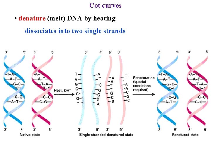 Cot curves • denature (melt) DNA by heating dissociates into two single strands 