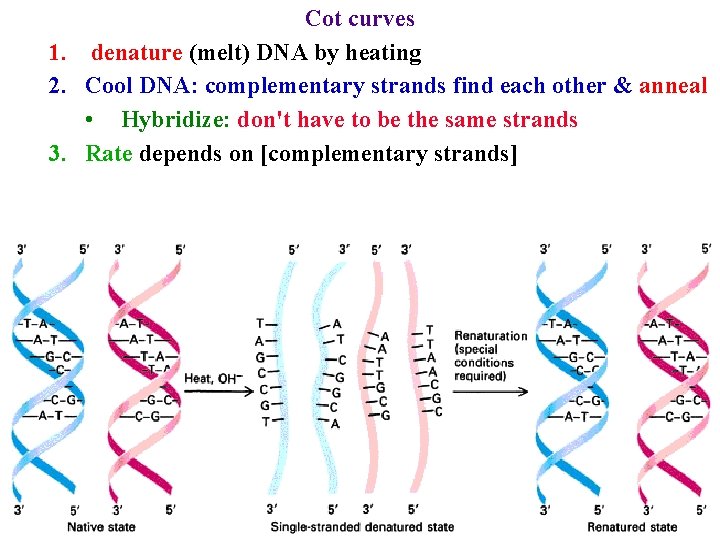 Cot curves 1. denature (melt) DNA by heating 2. Cool DNA: complementary strands find