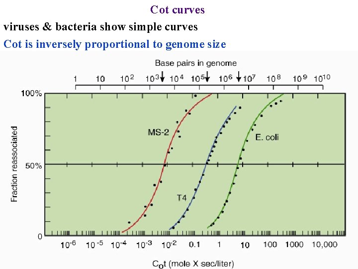 Cot curves viruses & bacteria show simple curves Cot is inversely proportional to genome