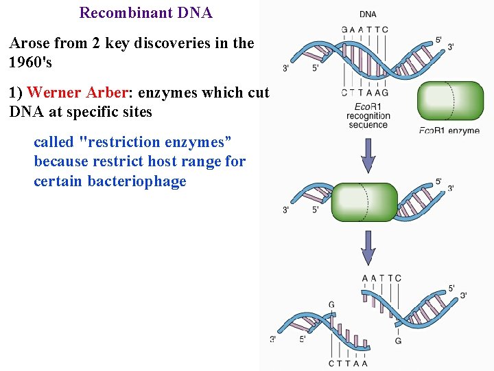 Recombinant DNA Arose from 2 key discoveries in the 1960's 1) Werner Arber: enzymes