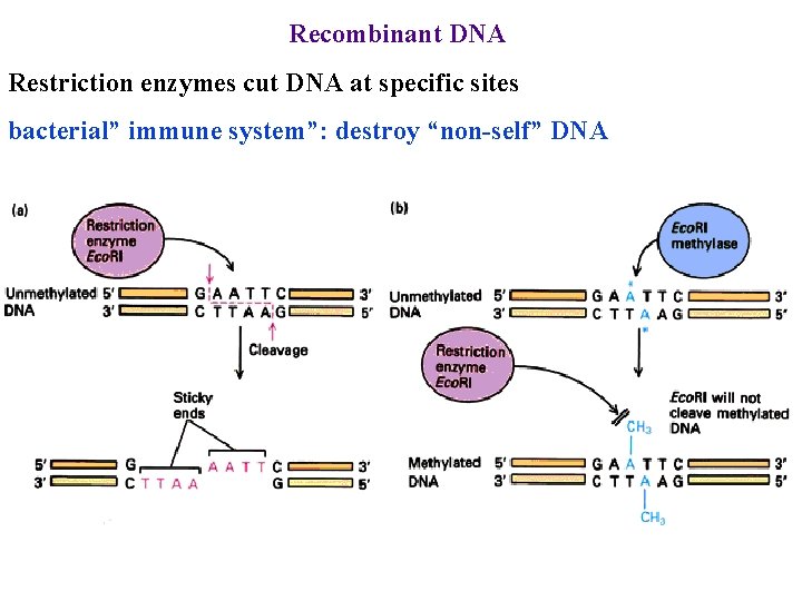 Recombinant DNA Restriction enzymes cut DNA at specific sites bacterial” immune system”: destroy “non-self”