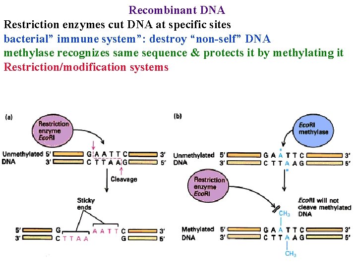 Recombinant DNA Restriction enzymes cut DNA at specific sites bacterial” immune system”: destroy “non-self”