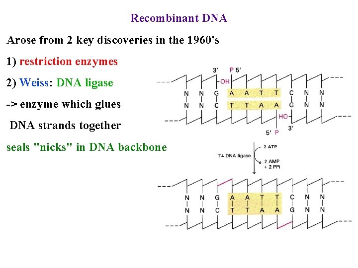Recombinant DNA Arose from 2 key discoveries in the 1960's 1) restriction enzymes 2)