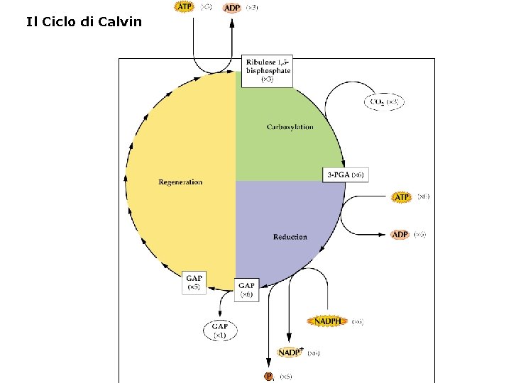 Il Ciclo di Calvin 