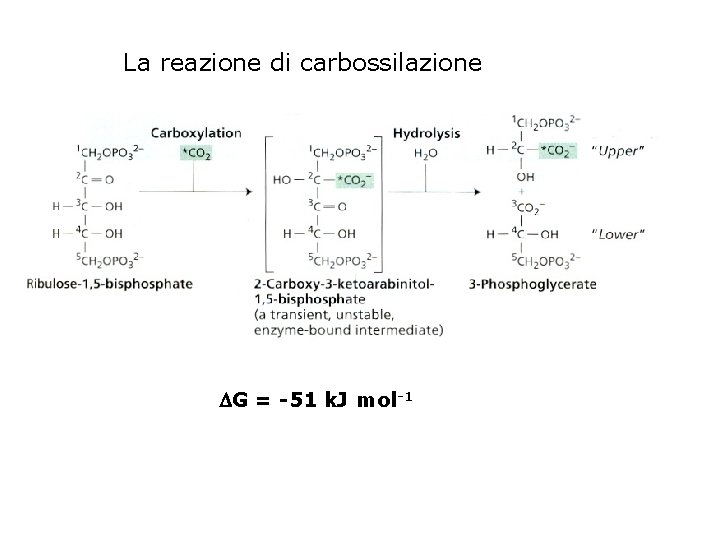 La reazione di carbossilazione G = -51 k. J mol-1 