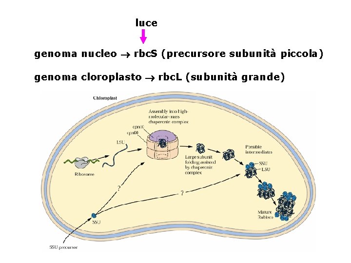 luce genoma nucleo rbc. S (precursore subunità piccola) genoma cloroplasto rbc. L (subunità grande)