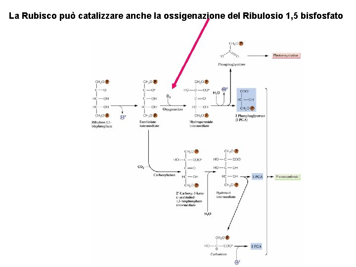 La Rubisco può catalizzare anche la ossigenazione del Ribulosio 1, 5 bisfosfato 