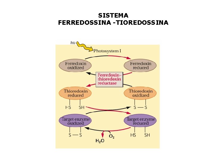 SISTEMA FERREDOSSINA -TIOREDOSSINA 