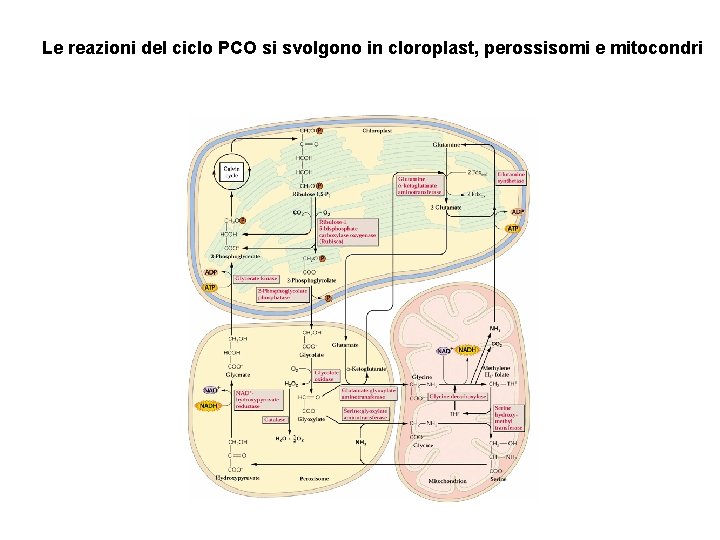 Le reazioni del ciclo PCO si svolgono in cloroplast, perossisomi e mitocondri 