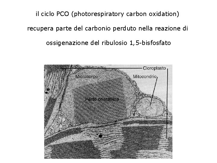 il ciclo PCO (photorespiratory carbon oxidation) recupera parte del carbonio perduto nella reazione di