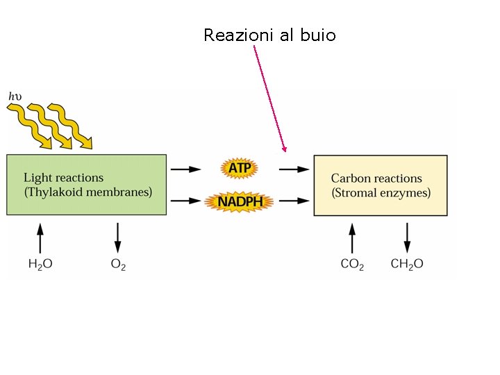 Reazioni al buio 