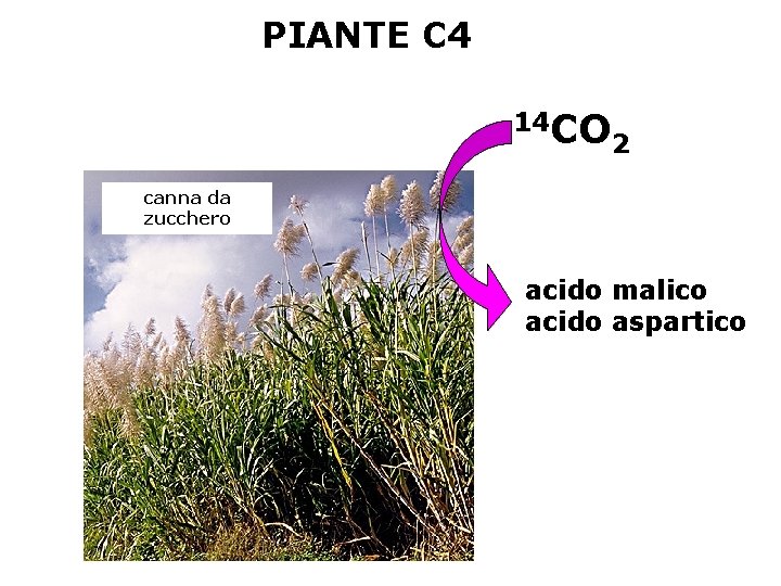 PIANTE C 4 14 CO 2 canna da zucchero acido malico acido aspartico 