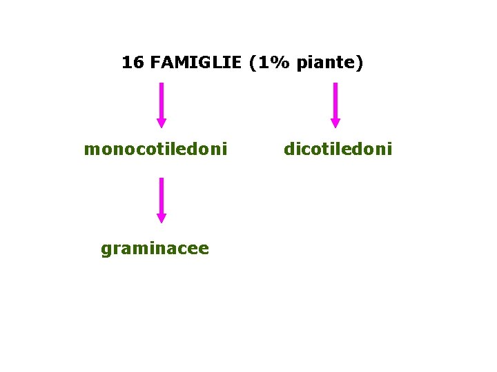 16 FAMIGLIE (1% piante) monocotiledoni graminacee dicotiledoni 