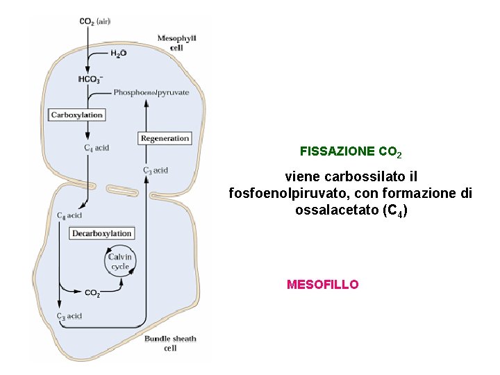 FISSAZIONE CO 2 viene carbossilato il fosfoenolpiruvato, con formazione di ossalacetato (C 4) MESOFILLO
