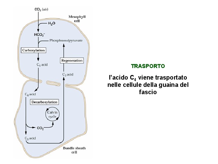 TRASPORTO l’acido C 4 viene trasportato nelle cellule della guaina del fascio 