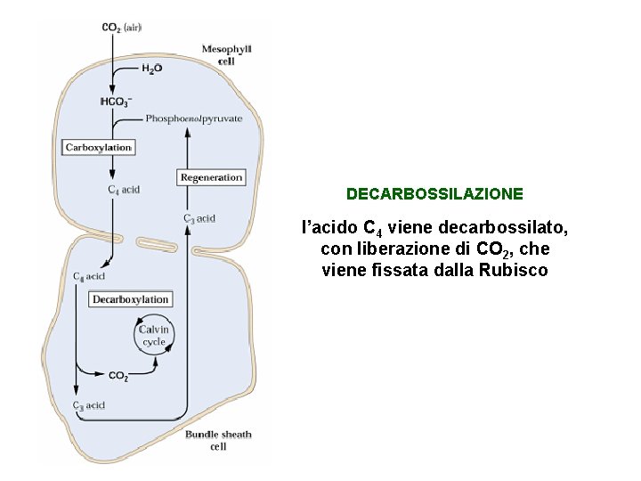 DECARBOSSILAZIONE l’acido C 4 viene decarbossilato, con liberazione di CO 2, che viene fissata