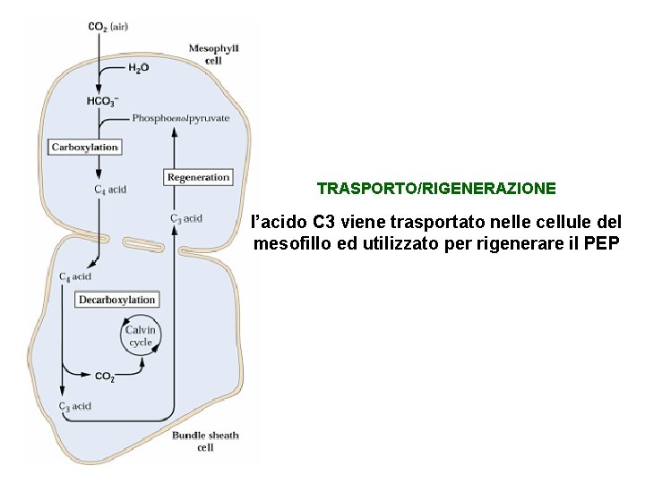 TRASPORTO/RIGENERAZIONE l’acido C 3 viene trasportato nelle cellule del mesofillo ed utilizzato per rigenerare