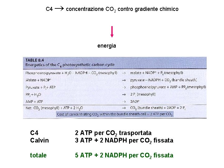 C 4 concentrazione CO 2 contro gradiente chimico energia C 4 Calvin 2 ATP
