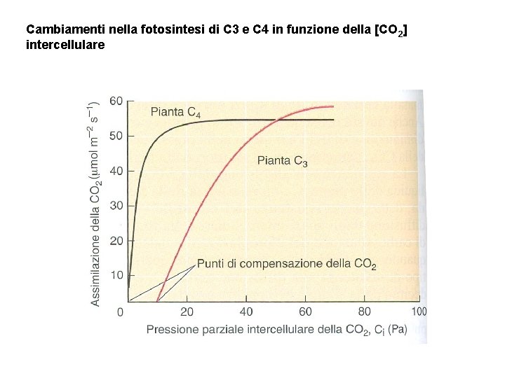 Cambiamenti nella fotosintesi di C 3 e C 4 in funzione della [CO 2]