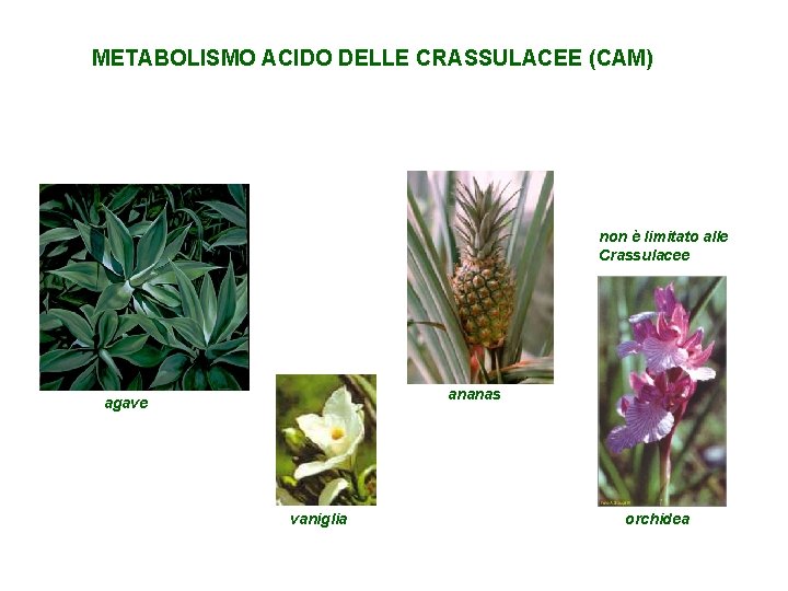 METABOLISMO ACIDO DELLE CRASSULACEE (CAM) non è limitato alle Crassulacee ananas agave vaniglia orchidea