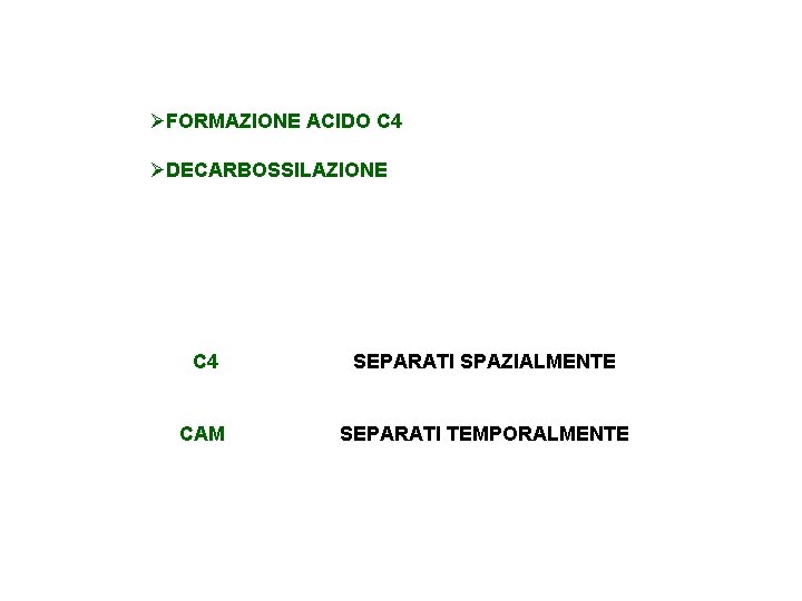 ØFORMAZIONE ACIDO C 4 ØDECARBOSSILAZIONE C 4 SEPARATI SPAZIALMENTE CAM SEPARATI TEMPORALMENTE 