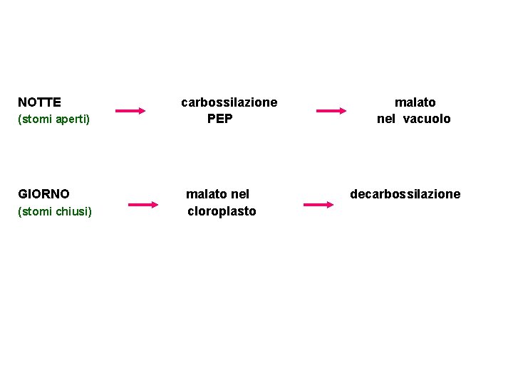 NOTTE (stomi aperti) GIORNO (stomi chiusi) carbossilazione PEP malato nel cloroplasto malato nel vacuolo