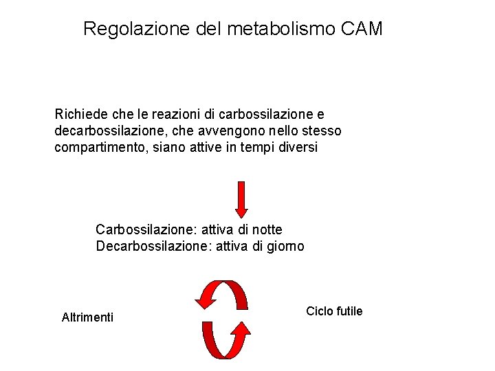 Regolazione del metabolismo CAM Richiede che le reazioni di carbossilazione e decarbossilazione, che avvengono