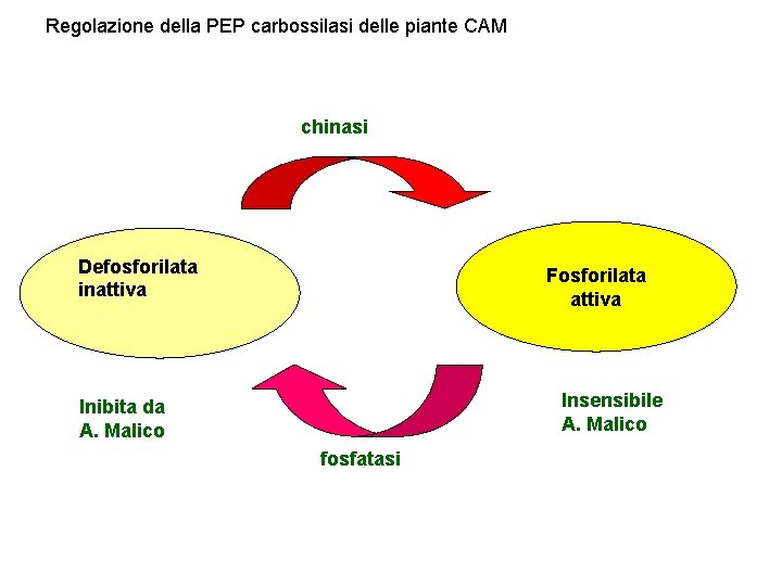 Regolazione della PEP carbossilasi delle piante CAM chinasi Defosforilata inattiva Fosforilata attiva Insensibile A.
