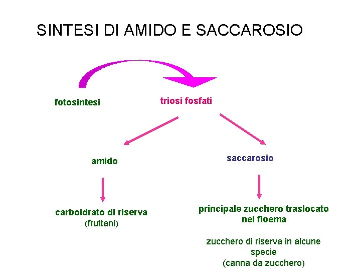 SINTESI DI AMIDO E SACCAROSIO fotosintesi amido carboidrato di riserva (fruttani) triosi fosfati saccarosio