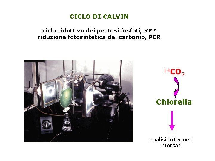 CICLO DI CALVIN ciclo riduttivo dei pentosi fosfati, RPP riduzione fotosintetica del carbonio, PCR