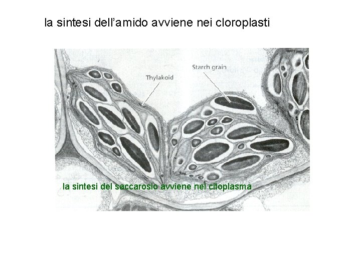 la sintesi dell’amido avviene nei cloroplasti la sintesi del saccarosio avviene nel citoplasma 