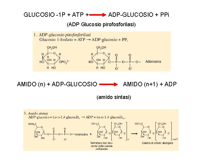 GLUCOSIO -1 P + ATP + ADP-GLUCOSIO + PPi (ADP Glucosio pirofosforilasi) AMIDO (n)