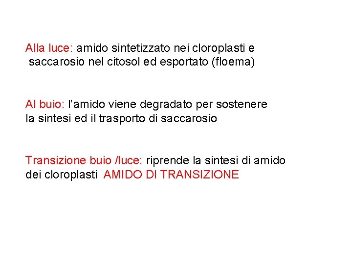 Alla luce: amido sintetizzato nei cloroplasti e saccarosio nel citosol ed esportato (floema) Al