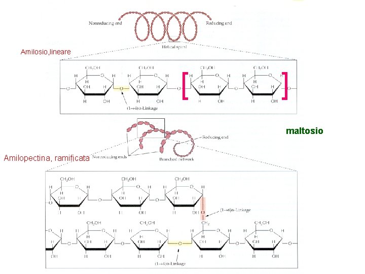 Amilosio, lineare [ ] maltosio Amilopectina, ramificata 