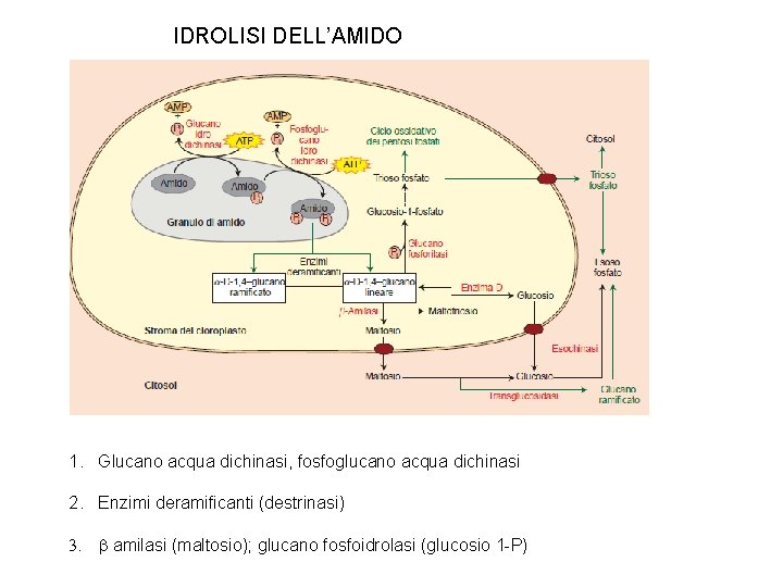 IDROLISI DELL’AMIDO 1. Glucano acqua dichinasi, fosfoglucano acqua dichinasi 2. Enzimi deramificanti (destrinasi) 3.