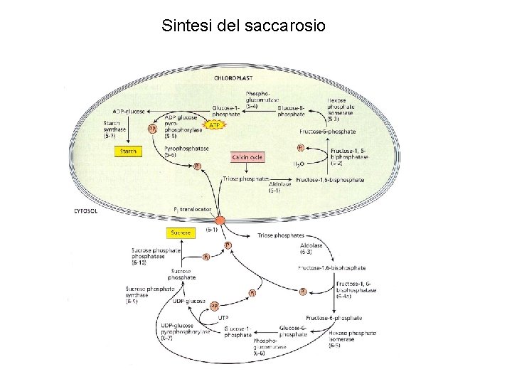 Sintesi del saccarosio 