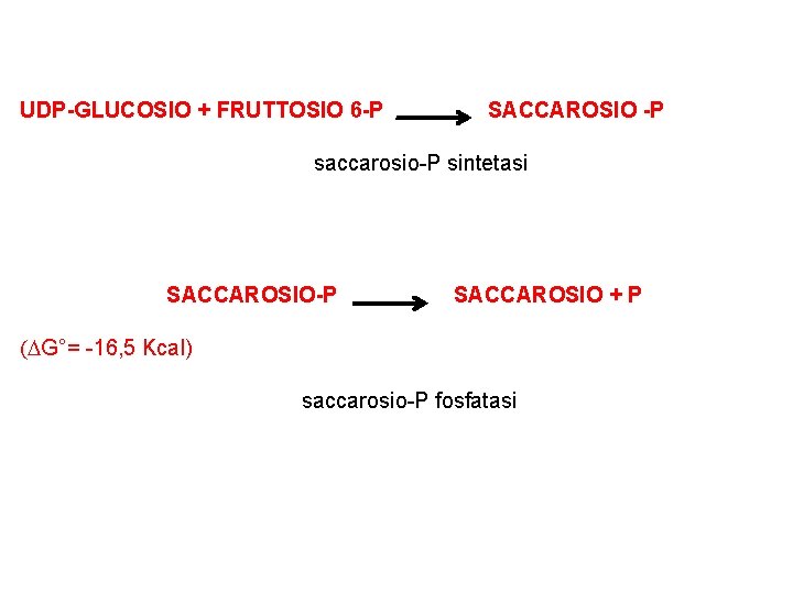 UDP-GLUCOSIO + FRUTTOSIO 6 -P SACCAROSIO -P saccarosio-P sintetasi SACCAROSIO-P SACCAROSIO + P (DG°=