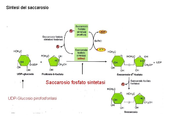 Sintesi del saccarosio Saccarosio fosfato sintetasi UDP-Glucosio pirofosforilasi 