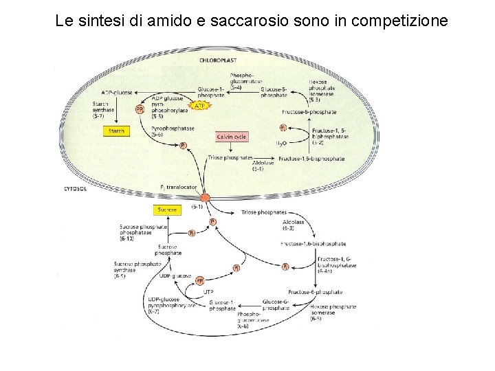 Le sintesi di amido e saccarosio sono in competizione 