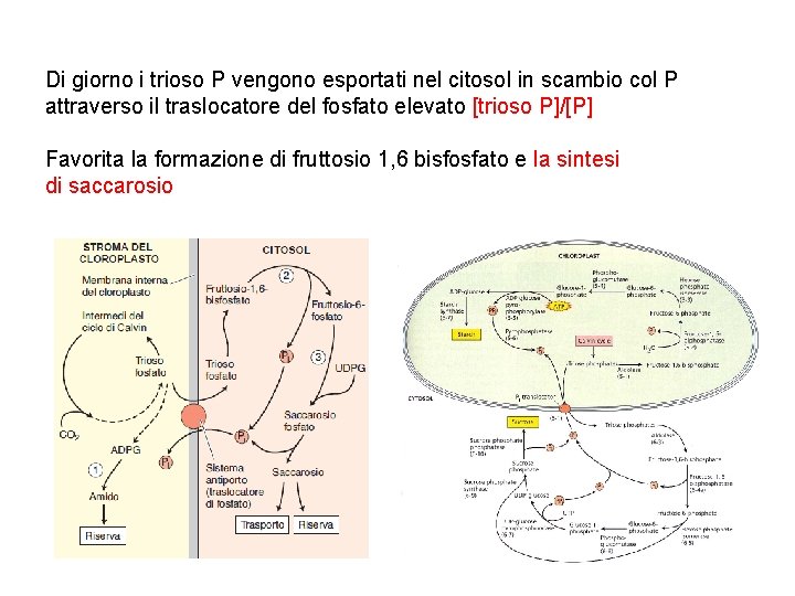 Di giorno i trioso P vengono esportati nel citosol in scambio col P attraverso