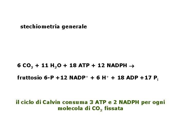 stechiometria generale 6 CO 2 + 11 H 2 O + 18 ATP +