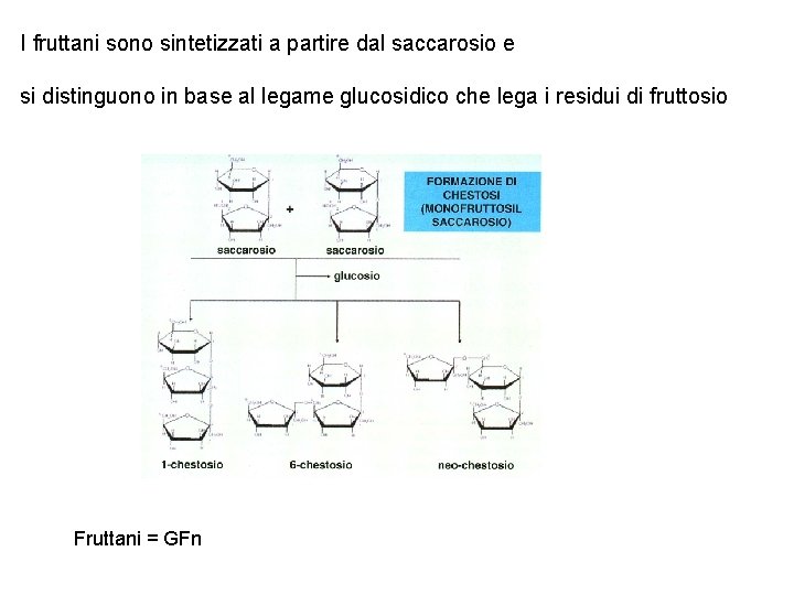 I fruttani sono sintetizzati a partire dal saccarosio e si distinguono in base al