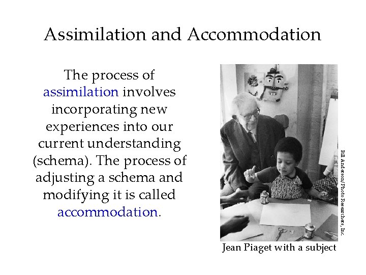 Assimilation and Accommodation Bill Anderson/ Photo Researchers, Inc. The process of assimilation involves incorporating