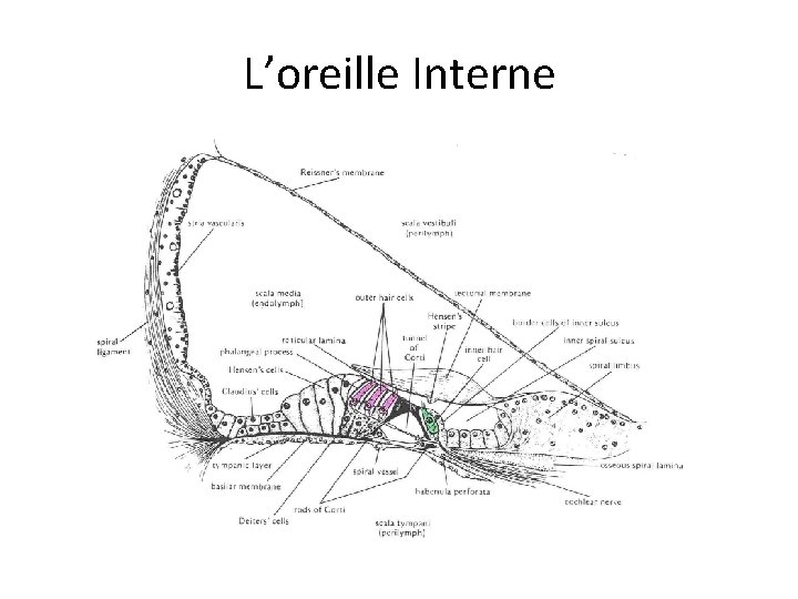 L’oreille Interne 