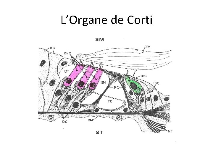 L’Organe de Corti 