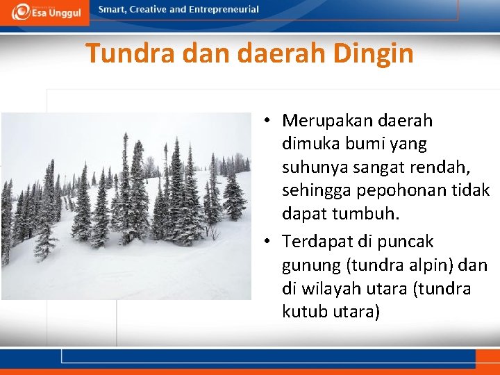 Tundra dan daerah Dingin • Merupakan daerah dimuka bumi yang suhunya sangat rendah, sehingga