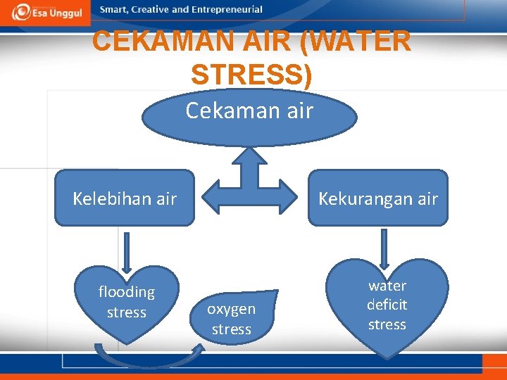 CEKAMAN AIR (WATER STRESS) Cekaman air Kelebihan air flooding stress Kekurangan air oxygen stress