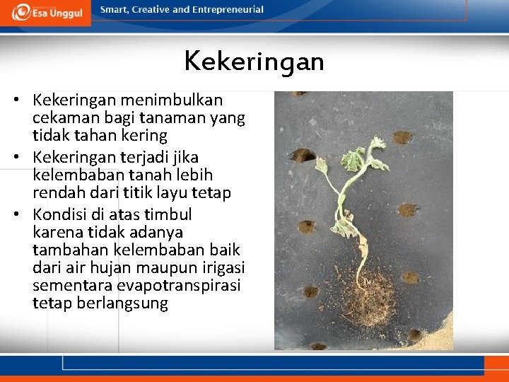 Kekeringan • Kekeringan menimbulkan cekaman bagi tanaman yang tidak tahan kering • Kekeringan terjadi