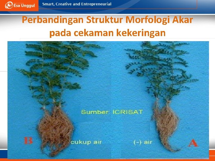 Perbandingan Struktur Morfologi Akar pada cekaman kekeringan 