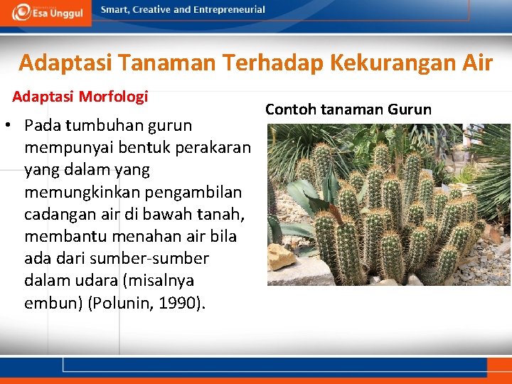 Adaptasi Tanaman Terhadap Kekurangan Air Adaptasi Morfologi • Pada tumbuhan gurun mempunyai bentuk perakaran